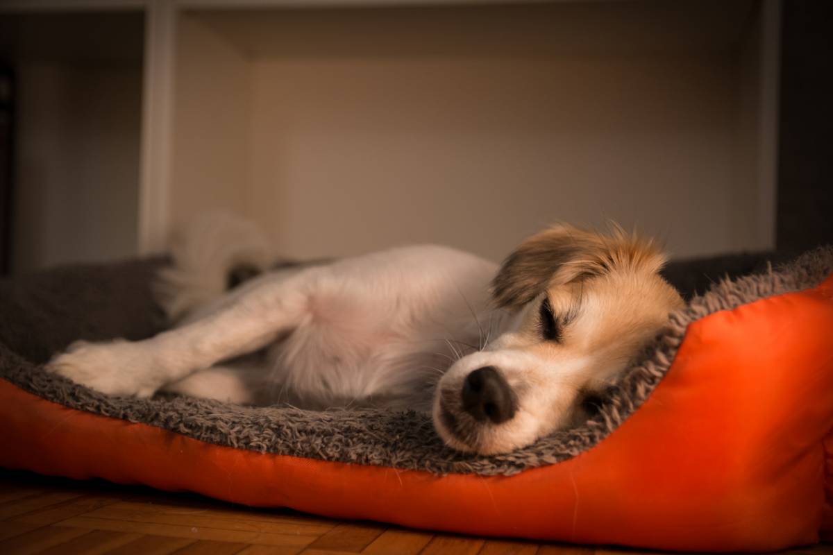 Comment éduquer un chiot à dormir dans son panier ? – Pension Canine,  Elevage de Golden, Westie, Parson, Jack Russel dans le 64